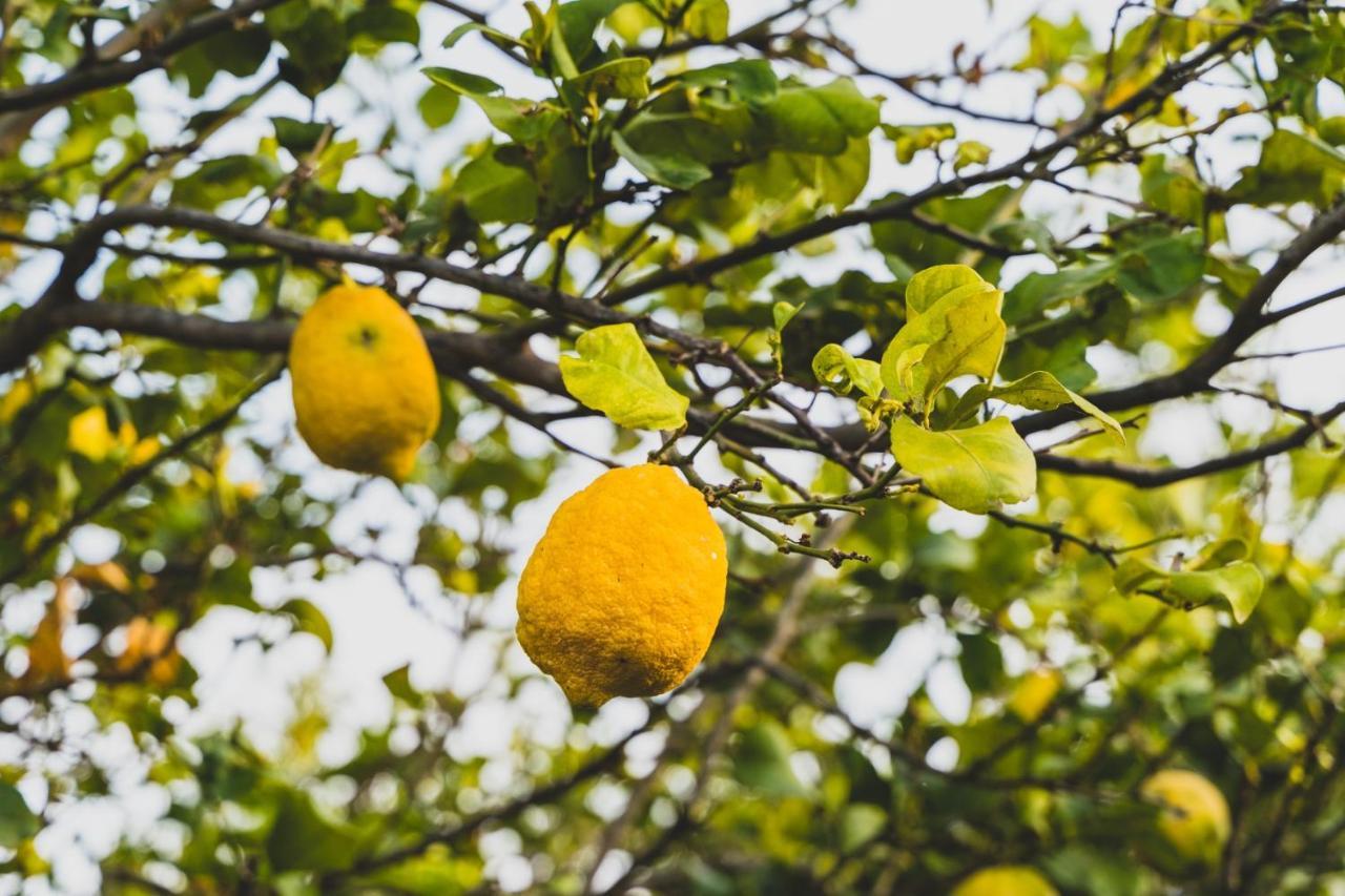 Il Limoneto Rooms Terme Vigliatore Exterior foto